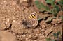 imago ssp. nominale, Askaoun-Tizi-n-Melloul, 1800 m, Djebel Siroua, Anti-Atlas nord-occidental